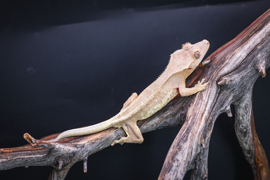 Red Base Phantom Lilly White Crested Gecko - Juvenile Male