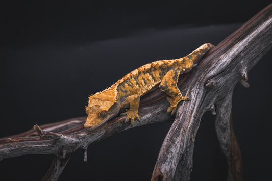 Sub-Adult Tiger Line Harlequin Crested Gecko