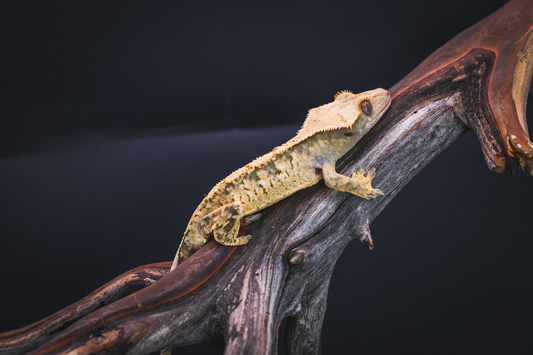 Harlequin - Juvenile Male