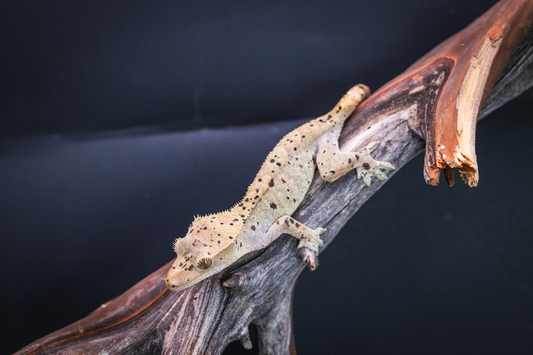 Dalmatian Crested Gecko - Juvenile Female