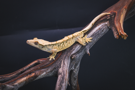 Harlequin - Juvenile Male
