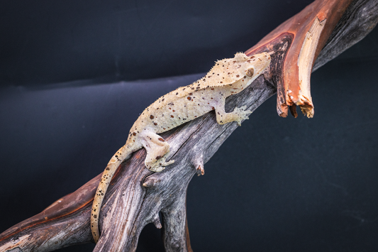 Dalmatian Crested Gecko - Juvenile Female