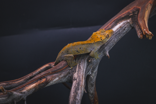 Dark line Crested Gecko - Juvenile Male