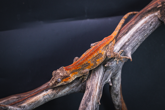 Mosaic Gargoyle Gecko - Sub Adult Male