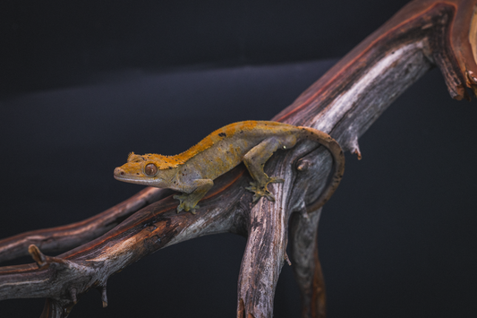 Dark line Crested Gecko - Juvenile Male