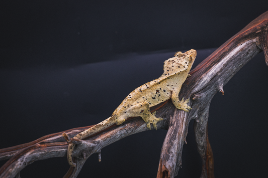 Dalmatian Crested Gecko - SubAdult Male