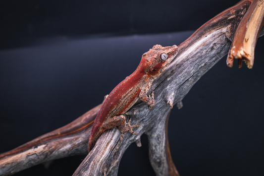 Red Stripe Gargoyle Gecko - Juvenile Probable Female