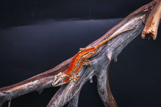 High End Red Stripe Gargoyle Gecko - unsexed - 2