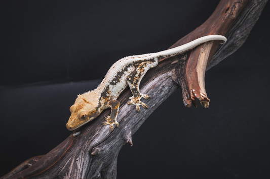 Lilly White Crested Gecko - Juvenile Male