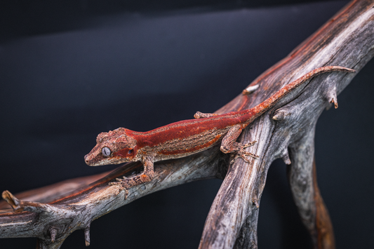Red Stripe Gargoyle Gecko - Juvenile Probable Female
