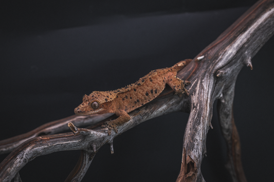 Red Based Dalmatian Crested Gecko- Sub-Adult Female