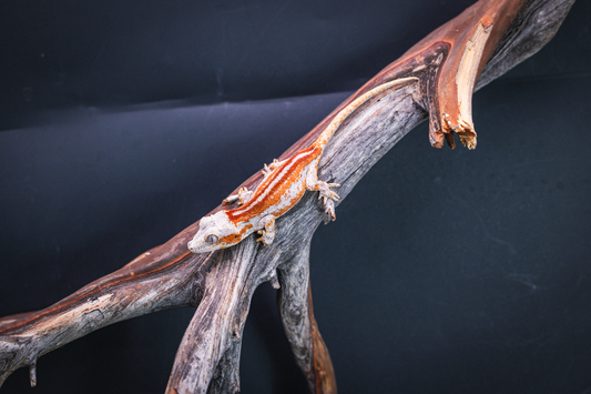High End Red Stripe Gargoyle Gecko - Unsexed