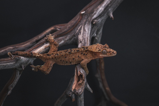 Red Based Dalmatian Crested Gecko- Sub-Adult Female