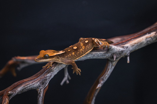 Orange Expression Sarasinorum - Juvenile Female