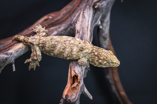 Leachianus - GTmix - Juvenile Probable Female 3
