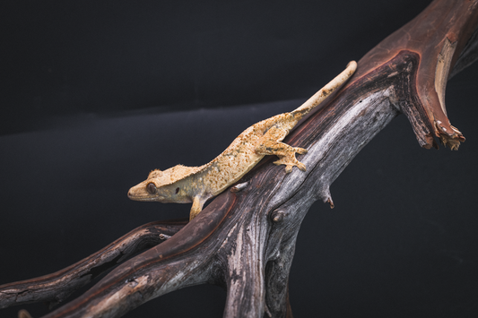 Extreme Harlequin Crested Gecko - Juvenile Female