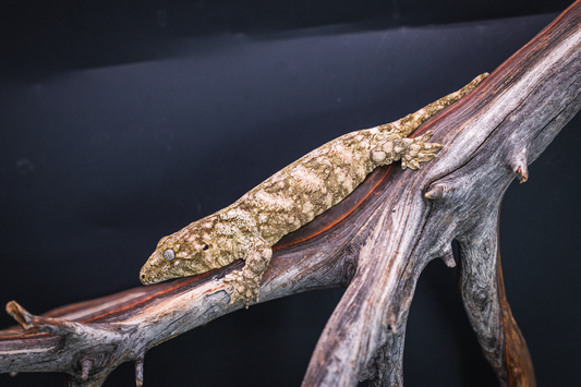 Leachianus - GTmix - Juvenile Probable Female 3