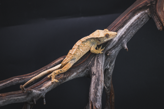 Extreme Harlequin Crested Gecko - Juvenile Female