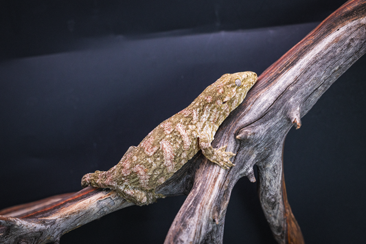 Leachianus - GTmix - Juvenile Probable Female 2
