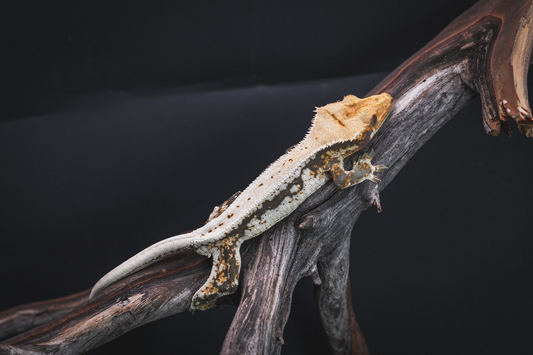 Lilly White Crested Gecko - Juvenile Male
