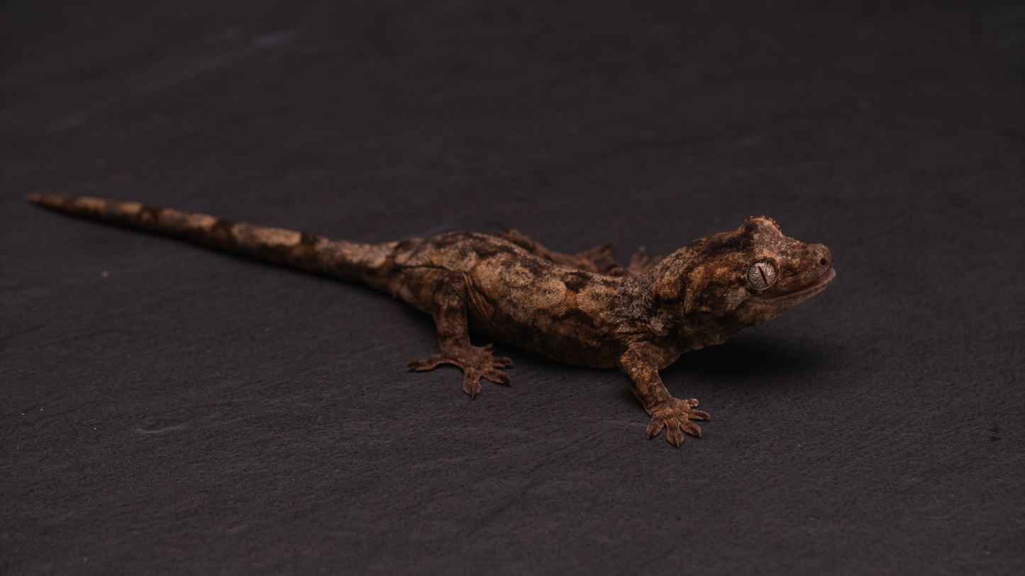 Pine Island Chahoua - Juvenile