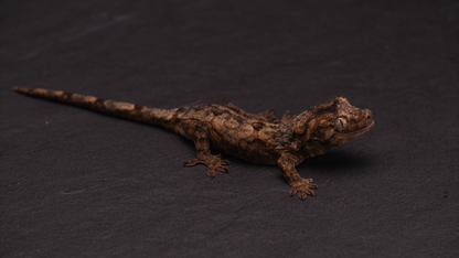 Pine Island Chahoua - Juvenile