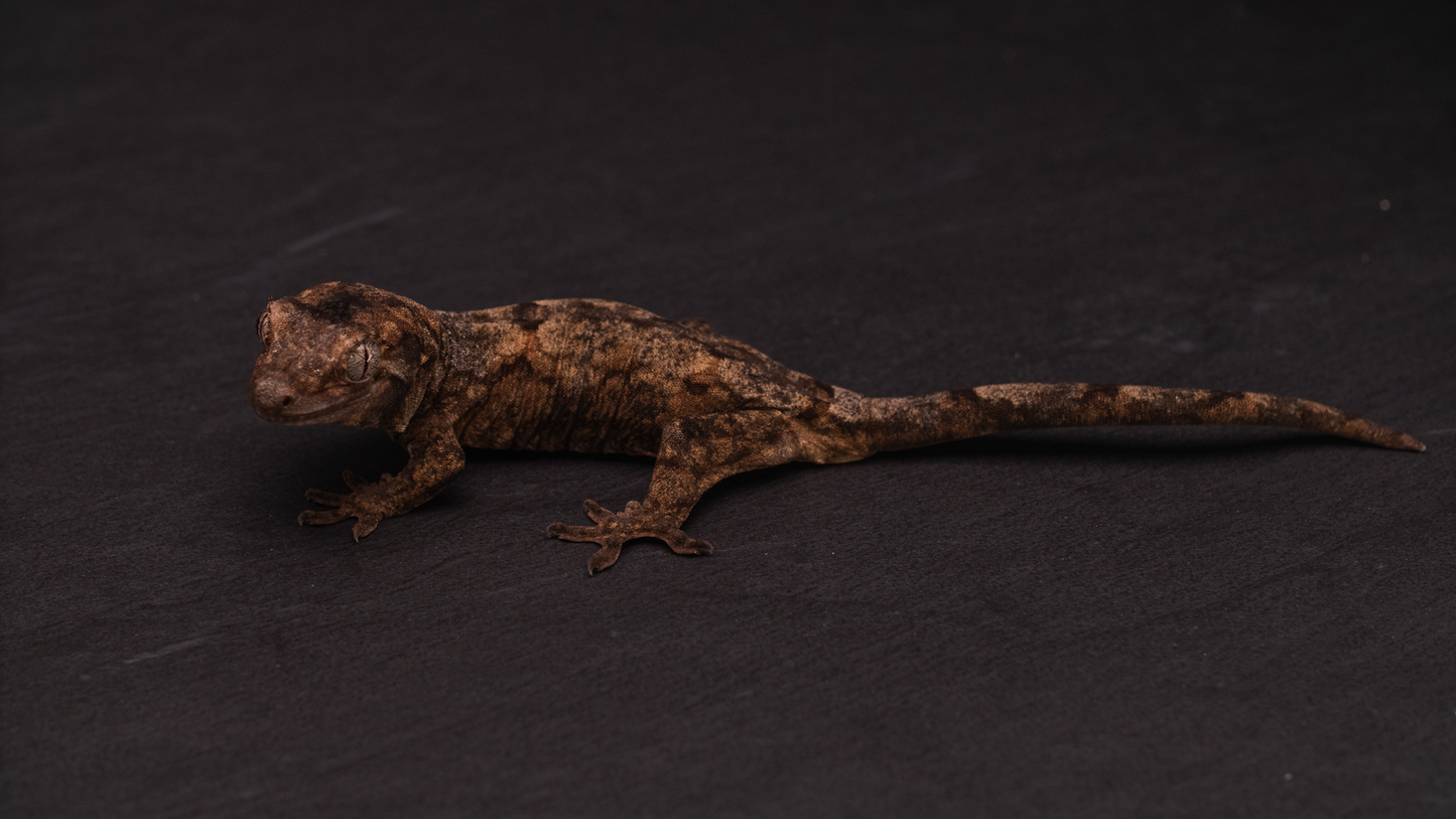 Pine Island Chahoua - Juvenile