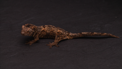 Pine Island Chahoua - Juvenile