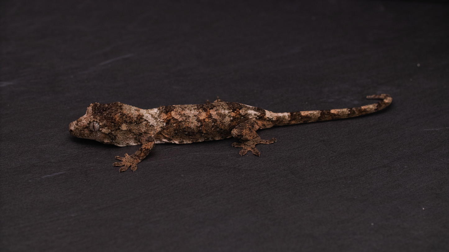 Pine Island Chahoua - Juvenile