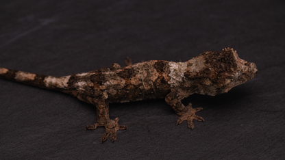 Pine Island Chahoua - Juvenile