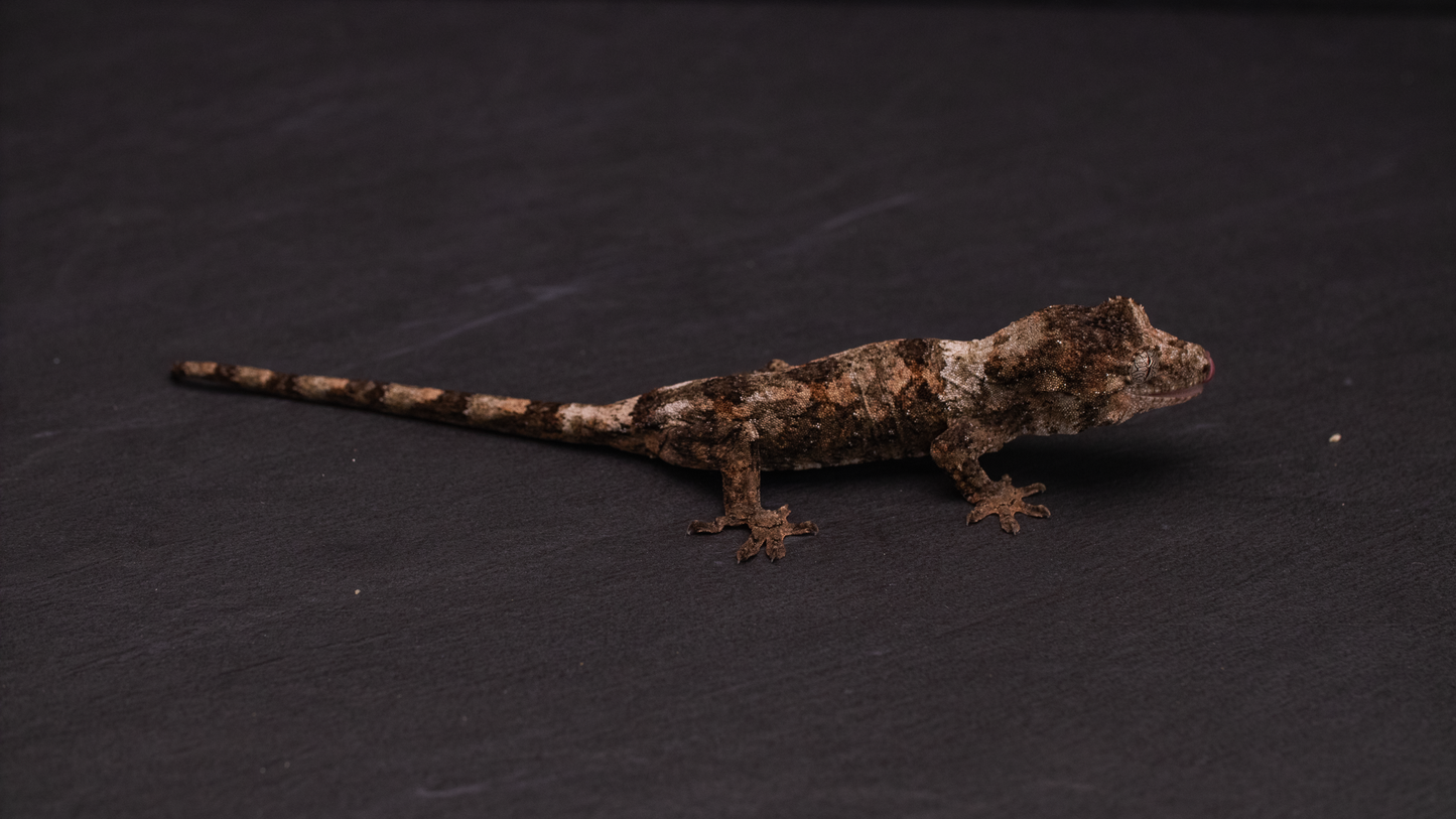 Pine Island Chahoua - Juvenile