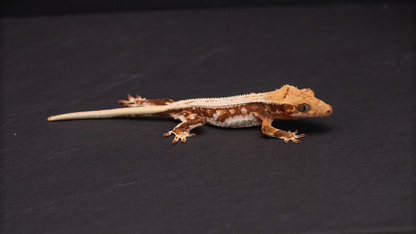 Lilly White Red Base Crested Gecko