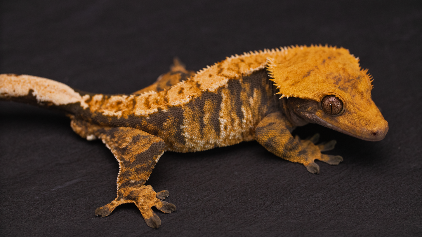 Extreme Harlequin / Tiger Crested Gecko