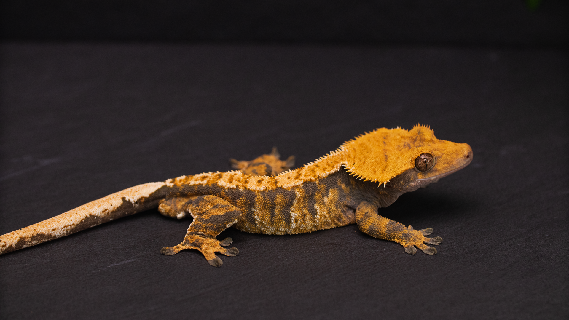 Extreme Harlequin Tiger Crested Gecko