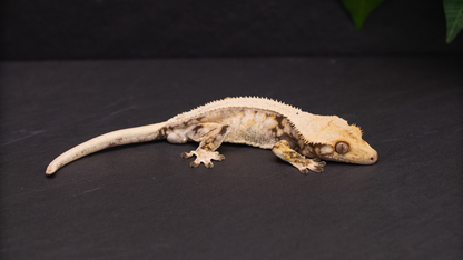 Lilly White Crested Gecko (high coverage)