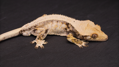 Lilly White Crested Gecko (high coverage)