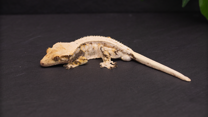 Lilly White Crested Gecko (high coverage)