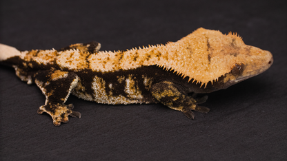 Extreme Harlequin Crested Gecko