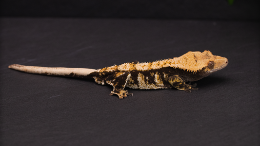 Extreme Harlequin Crested Gecko