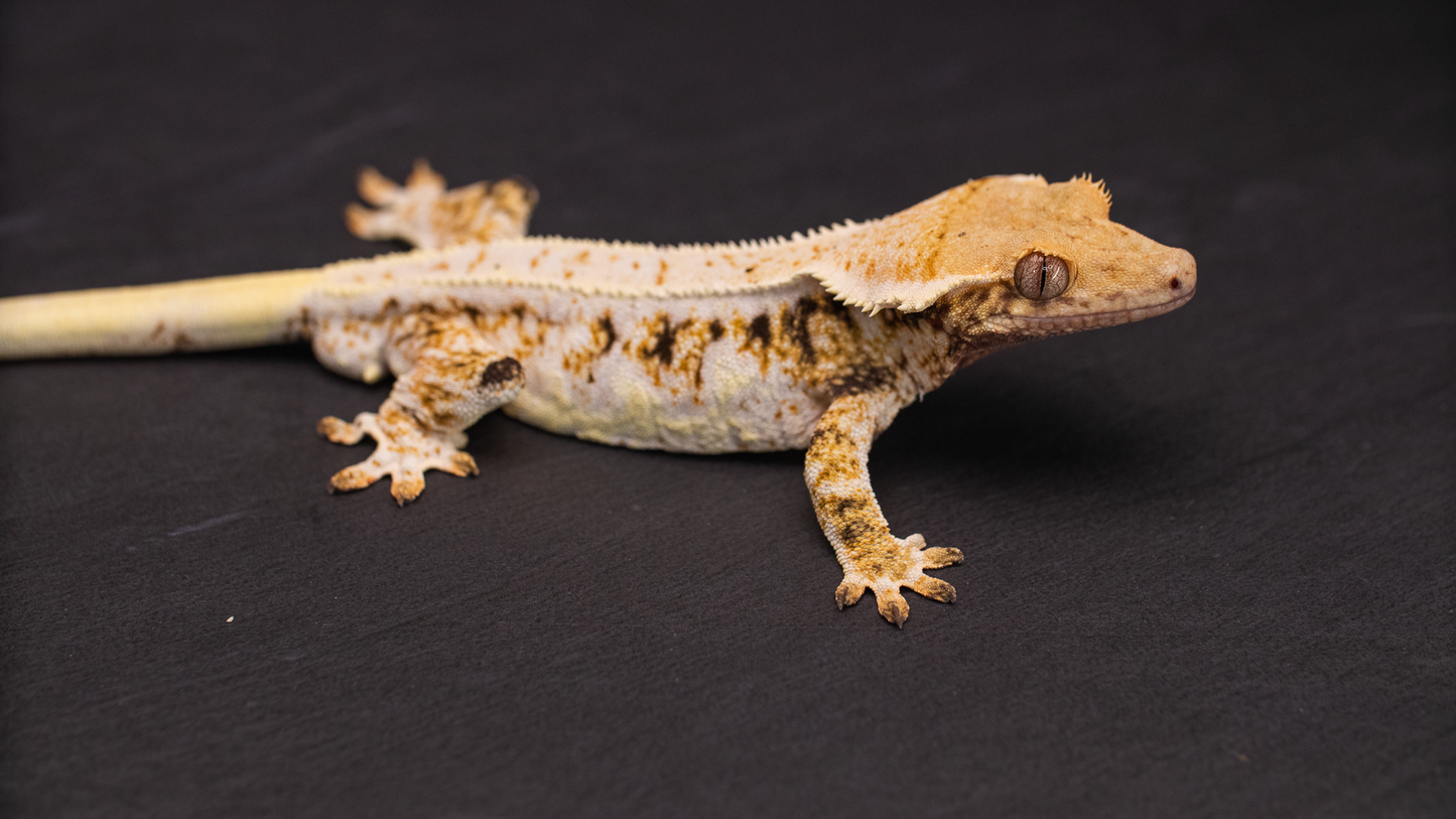 Lilly White Crested Gecko Male