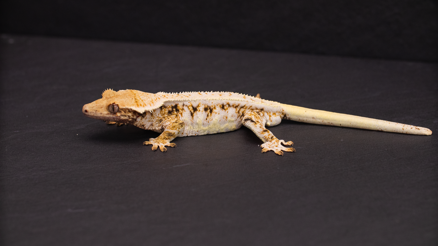 Lilly White Crested Gecko Male