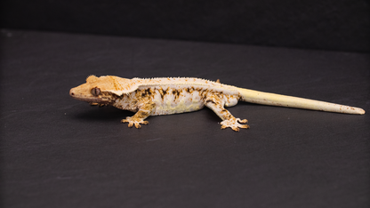 Lilly White Crested Gecko Male