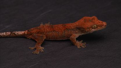 HYBRID: Pine Island Chahoua x Crested Gecko