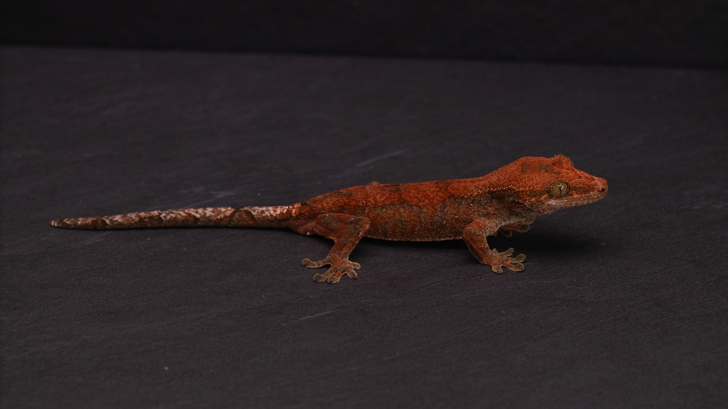 HYBRID: Pine Island Chahoua x Crested Gecko