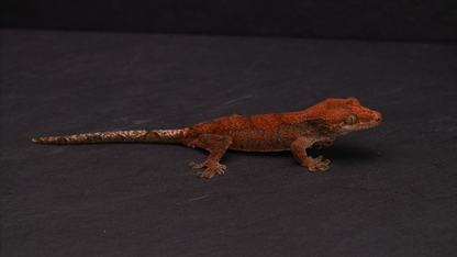 HYBRID: Pine Island Chahoua x Crested Gecko