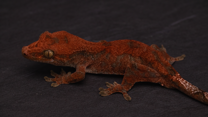 HYBRID: Pine Island Chahoua x Crested Gecko