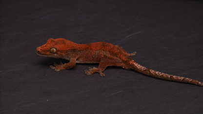 HYBRID: Pine Island Chahoua x Crested Gecko