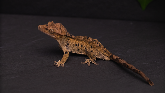 Dalmatian Crested Gecko