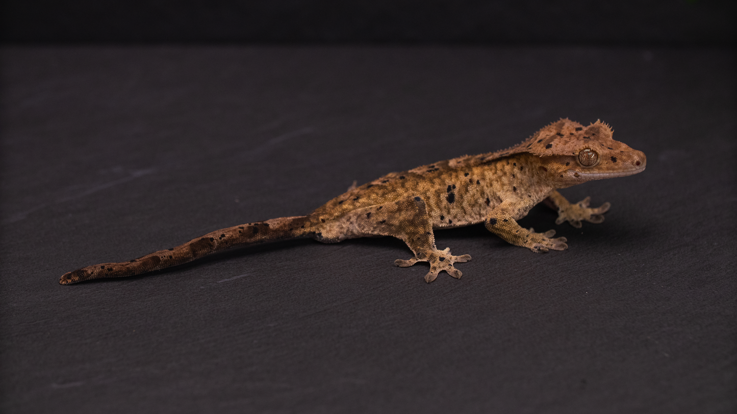 Dalmatian Crested Gecko