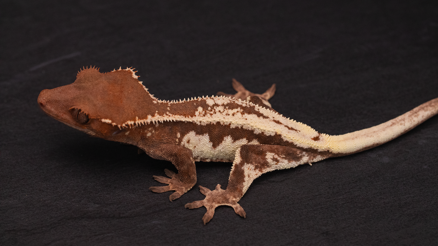 Frappuccino Crested Gecko (Highway Omni Geckos Line)